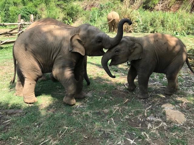 Two small elephants interacting with each other.