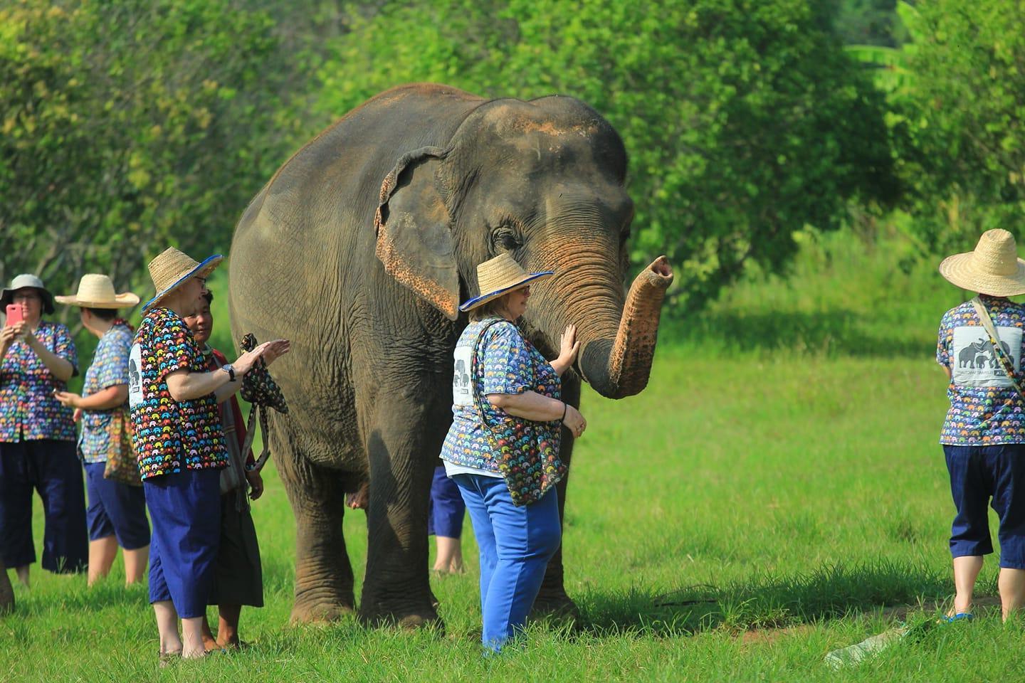 A group of 6 people wearing straw hats and light clothing are standing next to an elephant. The woman in the center is petting the elephant's trunk.