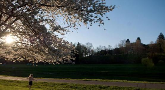 cherry blossoms